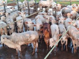 Novilhas de até dois dentes se destacam no interior de MT com qualidade e potencial para elevar sua criação. 14 Novilhas de até dois dentes se destacam no interior de MT com qualidade e potencial para elevar sua criação.