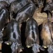 Angus de 16@ com 16 meses! Novilhas de carcaça impressionante chamam a atenção em MT
