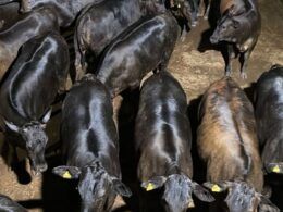 Angus de 16@ com 16 meses! Novilhas de carcaça impressionante chamam a atenção em MT