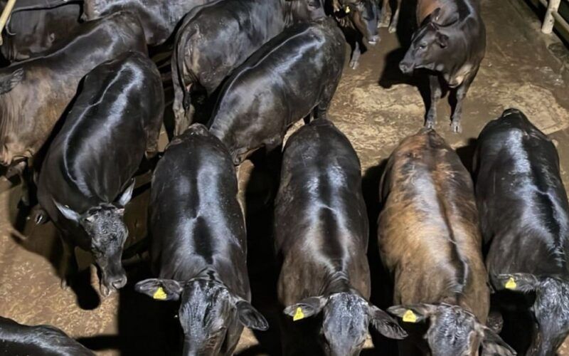 Angus de 16@ com 16 meses! Novilhas de carcaça impressionante chamam a atenção em MT