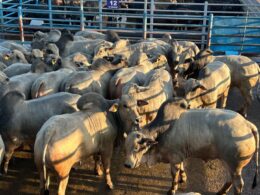 Novilhas e Garrotes Nelore: precocidade e acabamento que elevam sua produção em MS 16 novilhas e garrotes nelore precocidade e acabamento que elevam sua