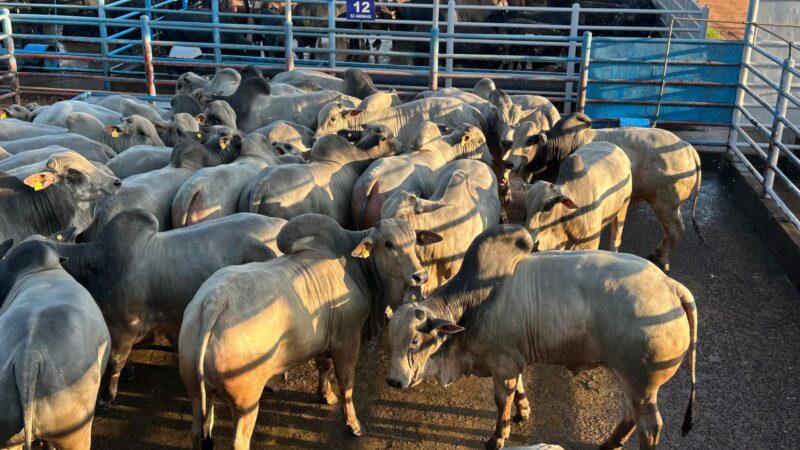 novilhas e garrotes nelore precocidade e acabamento que elevam sua