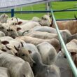 Novilhas e vacas de acabamento impecável: o segredo para a excelência na pecuária de Rondônia