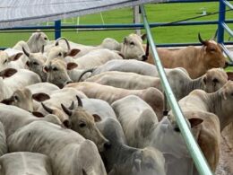 Novilhas e vacas de acabamento impecável: o segredo para a excelência na pecuária de Rondônia