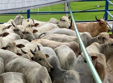 Novilhas e vacas de acabamento impecável: o segredo para a excelência na pecuária de Rondônia