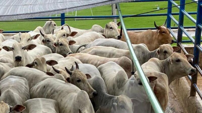 Novilhas e vacas de acabamento impecável: o segredo para a excelência na pecuária de Rondônia