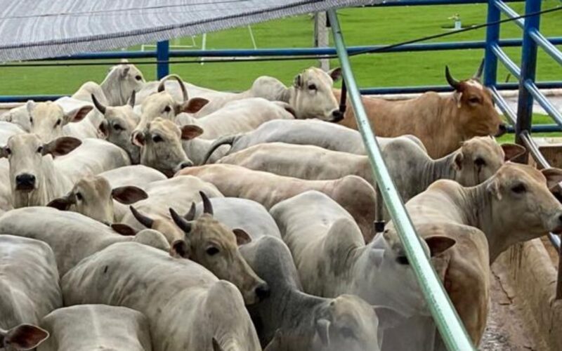 Novilhas e vacas de acabamento impecável: o segredo para a excelência na pecuária de Rondônia