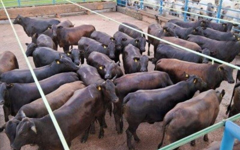 Novilhas de sobreano com 20@! Fêmeas bem jovens dão o que falar no interior de MT