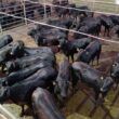Angus: novilhas meio-sangue dão show de qualidade de carne em MS