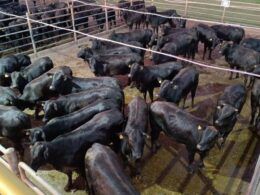 Angus: novilhas meio-sangue dão show de qualidade de carne em MS