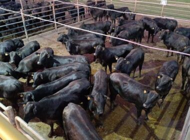 Angus: novilhas meio-sangue dão show de qualidade de carne em MS