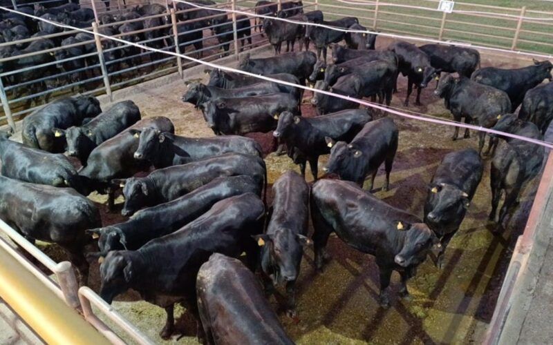Angus: novilhas meio-sangue dão show de qualidade de carne em MS