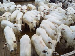 Novilhas Nelore em SP destacam uniformidade e acabamento, elevando a qualidade da pecuária brasileira 11 Novilhas Nelore em SP destacam uniformidade e acabamento, elevando a qualidade da pecuária brasileira