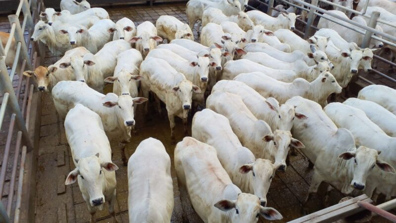 Novilhas Nelore em SP destacam uniformidade e acabamento, elevando a qualidade da pecuária brasileira