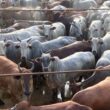 Novilhas pesadas do Pará: como ração e capim de qualidade elevam a rentabilidade da pecuária brasileira