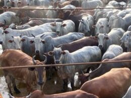 Novilhas pesadas do Pará: como ração e capim de qualidade elevam a rentabilidade da pecuária brasileira 24 Novilhas pesadas do Pará: como ração e capim de qualidade elevam a rentabilidade da pecuária brasileira