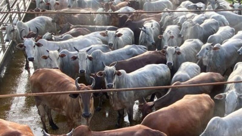 Novilhas pesadas do Pará: como ração e capim de qualidade elevam a rentabilidade da pecuária brasileira