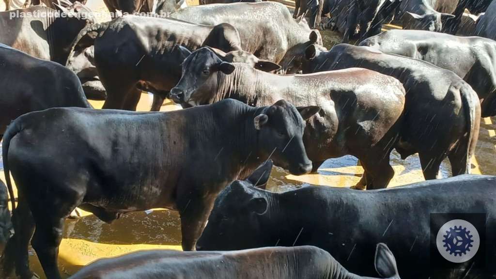 Qual raça de touro é ideal para cruzar com novilhas F1 Nelore x Red e Black Angus?
