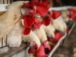 novo horizonte para exportadores oportunidade de exportacao de aves vivas