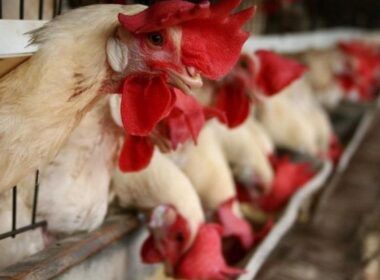 novo horizonte para exportadores oportunidade de exportacao de aves vivas