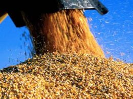 Novo Plano Safra traz juros altos, redução no subsídio e menor investimento impactando o agronegócio brasileiro 19 novo plano safra traz juros altos reducao no subsidio e