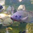 nucleo de pesquisa de peixes para a saude inicia etapa