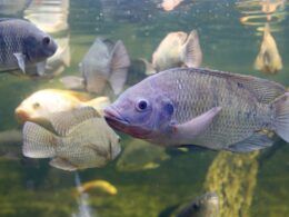 nucleo de pesquisa de peixes para a saude inicia etapa