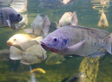 nucleo de pesquisa de peixes para a saude inicia etapa