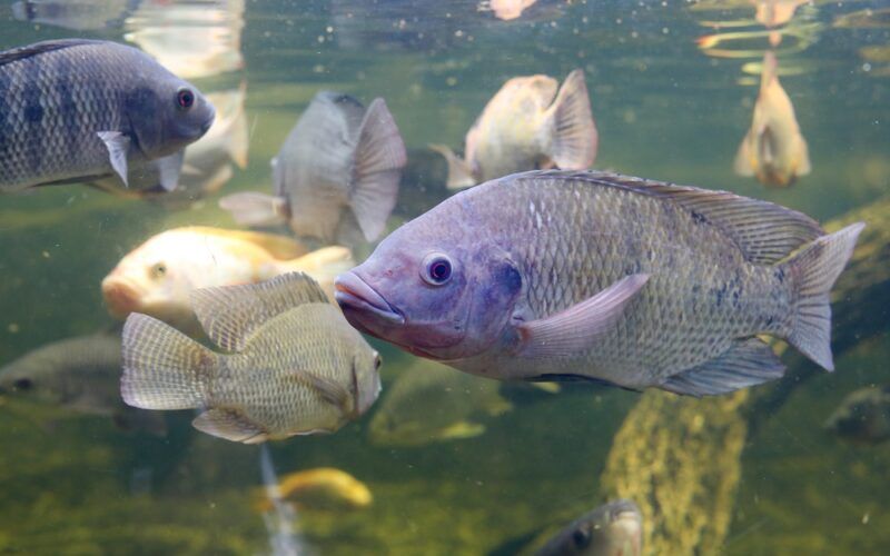 nucleo de pesquisa de peixes para a saude inicia etapa