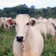 nutricao adequada na pecuaria de corte diminua perdas no semiconfinamento