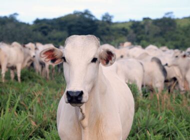 nutricao adequada na pecuaria de corte diminua perdas no semiconfinamento