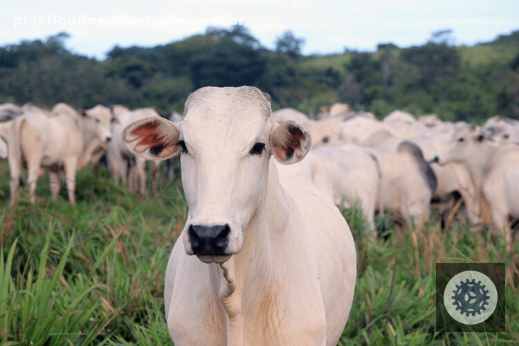 nutricao adequada na pecuaria de corte diminua perdas no semiconfinamento