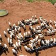 Nutrição Balanceada na Fazenda: Estratégias de Sucesso para aumentar a produtividade e a rentabilidade agrícola