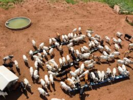 Nutrição Balanceada na Fazenda: Estratégias de Sucesso para aumentar a produtividade e a rentabilidade agrícola