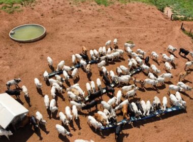 Nutrição Balanceada na Fazenda: Estratégias de Sucesso para aumentar a produtividade e a rentabilidade agrícola