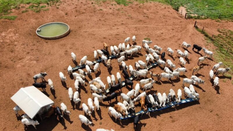 Nutrição Balanceada na Fazenda: Estratégias de Sucesso para aumentar a produtividade e a rentabilidade agrícola