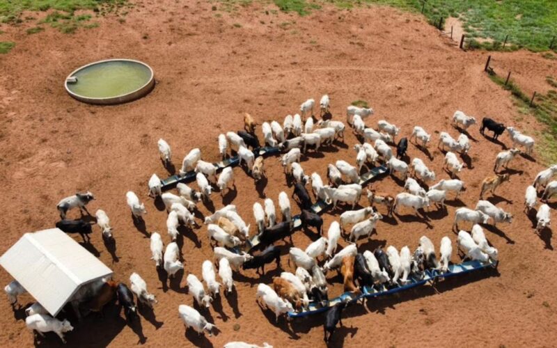 Nutrição Balanceada na Fazenda: Estratégias de Sucesso para aumentar a produtividade e a rentabilidade agrícola
