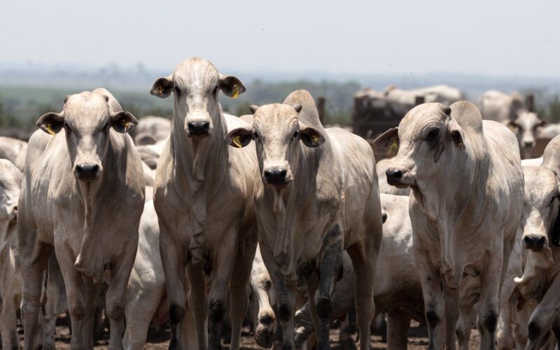 o crescimento da bovinocultura em mato grosso com eficiencia rentabilidade
