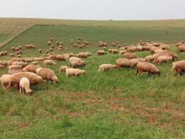 o segredo para prosperar no oeste catarinense como a ovinocaprinocultura