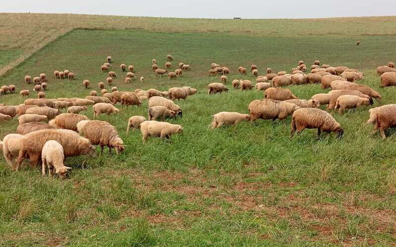o segredo para prosperar no oeste catarinense como a ovinocaprinocultura
