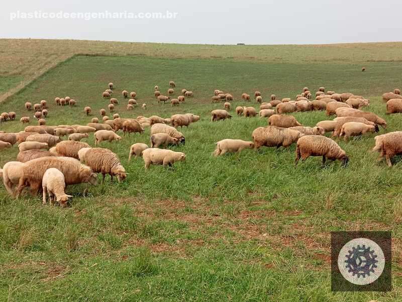 o segredo para prosperar no oeste catarinense como a ovinocaprinocultura