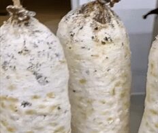 o uso estrategico do penicillium na industria alimenticia