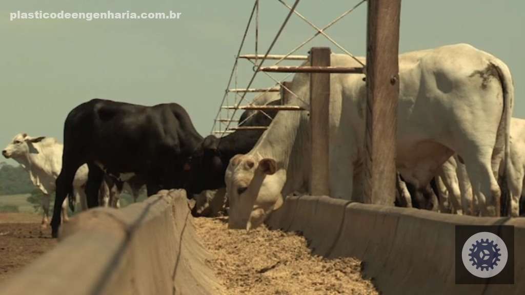 Boi confinado: custos das diárias caem em abril, refletindo oportunidades para a rentabilidade do produtor 3 oTWunuHQ bovinos confinamento cocho racao 17.01.2024