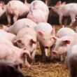 OMS Animal estabelece padrão internacional que garante vacinas contra PSA mais seguras e eficazes para a saúde animal.
