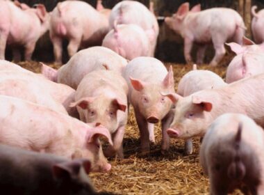 OMS Animal estabelece padrão internacional que garante vacinas contra PSA mais seguras e eficazes para a saúde animal.