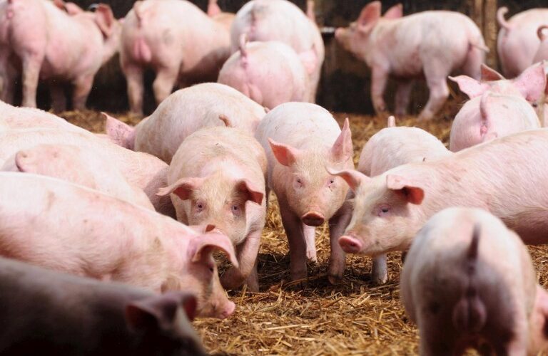 OMS Animal estabelece padrão internacional que garante vacinas contra PSA mais seguras e eficazes para a saúde animal.