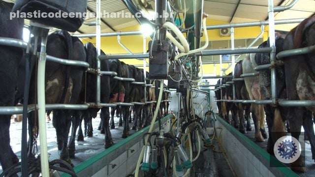 Hipocalcemia subclínica: identifique sinais e adote estratégias eficazes para proteger sua saúde óssea e geral 5 ordenha vacas leiteiras 03.02.2023 1