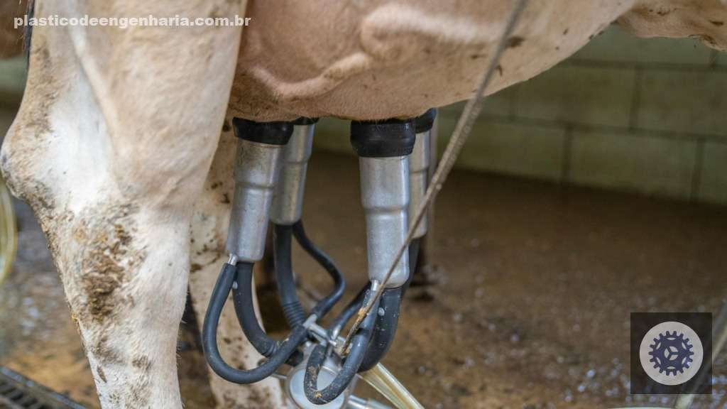 Hipocalcemia subclínica: identifique sinais e adote estratégias eficazes para proteger sua saúde óssea e geral 2 ordenha vacas leiteiras 11.04.2025 9