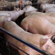 otimismo dos suinocultores expectativas positivas para o fim de ano