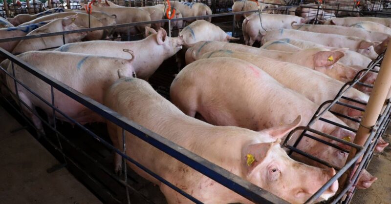 otimismo dos suinocultores expectativas positivas para o fim de ano